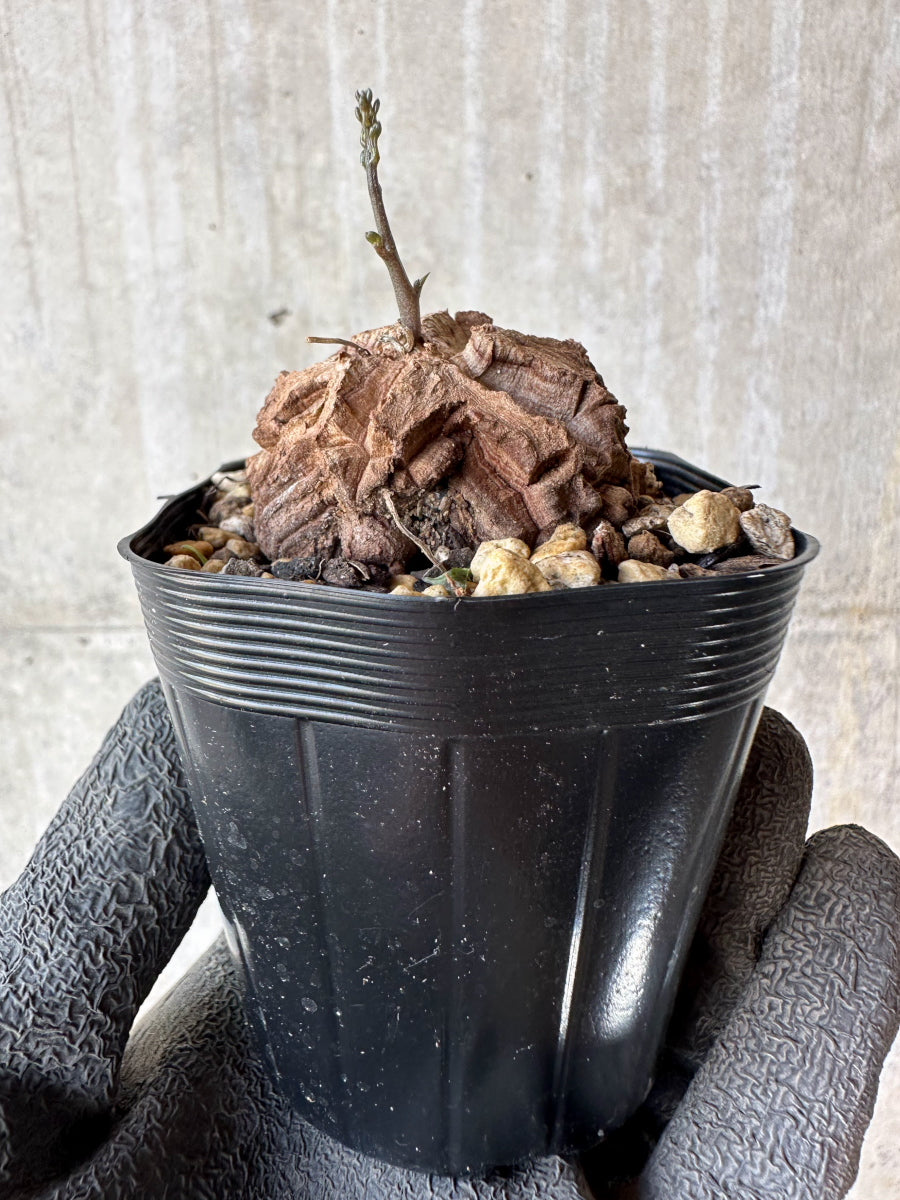 【現品限り】アフリカ亀甲竜 蔦が長い場合は丸くまとめます【F22】 Dioscorea elephantipes