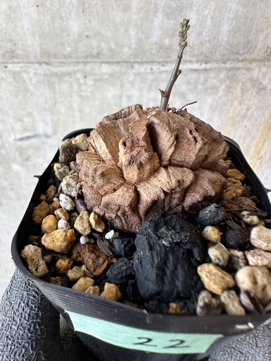 【現品限り】アフリカ亀甲竜 蔦が長い場合は丸くまとめます【F22】 Dioscorea elephantipes