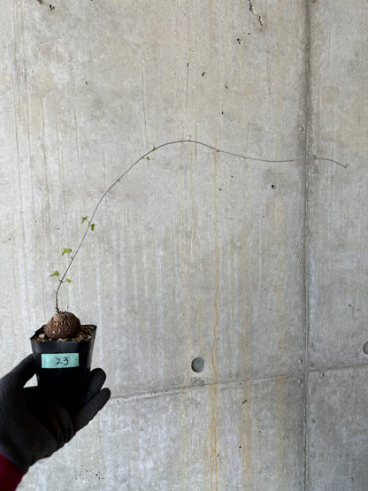 【現品限り】アフリカ亀甲竜 蔦が長い場合は丸くまとめます【F23】 Dioscorea elephantipes