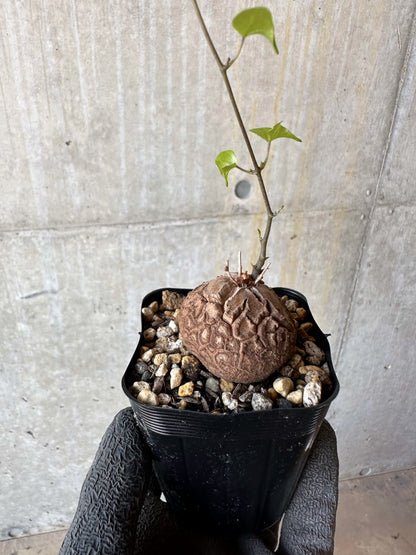【現品限り】アフリカ亀甲竜 蔦が長い場合は丸くまとめます【F23】 Dioscorea elephantipes