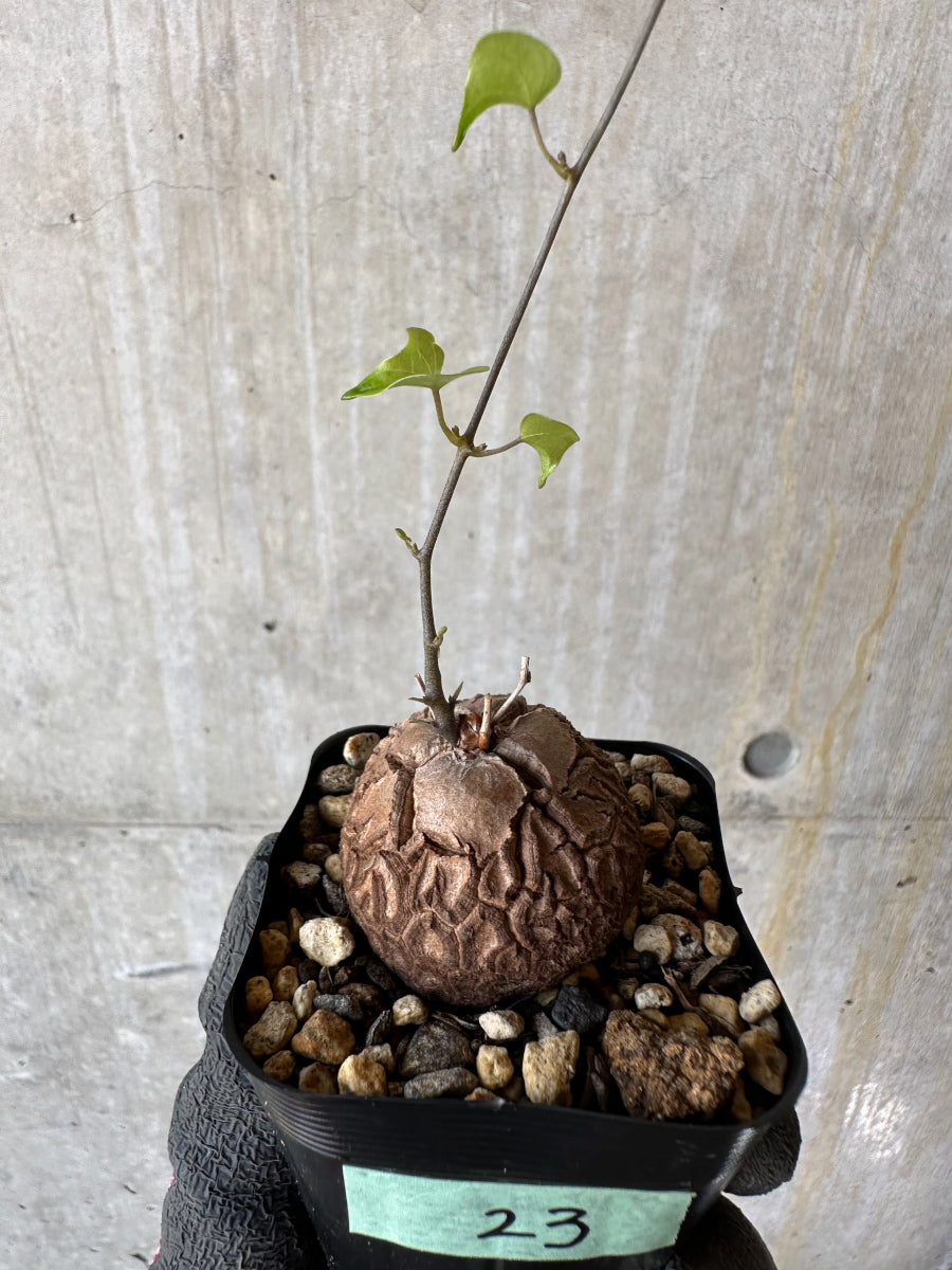 【現品限り】アフリカ亀甲竜 蔦が長い場合は丸くまとめます【F23】 Dioscorea elephantipes