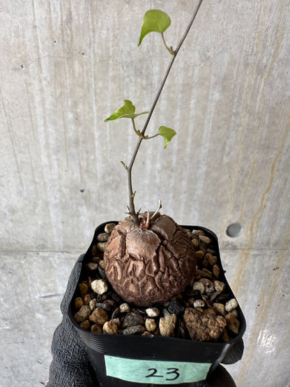 【現品限り】アフリカ亀甲竜 蔦が長い場合は丸くまとめます【F23】 Dioscorea elephantipes