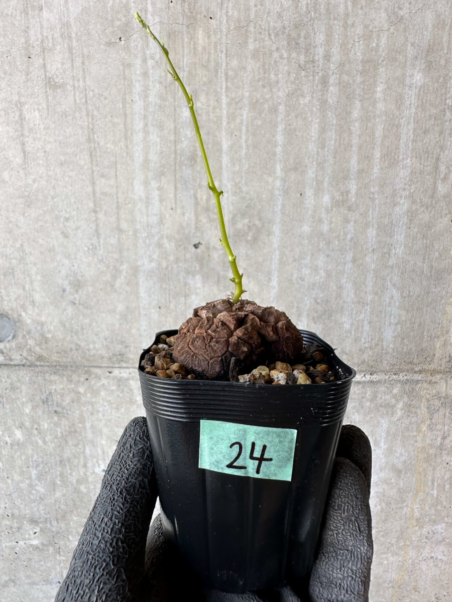 【現品限り】アフリカ亀甲竜 蔦が長い場合は丸くまとめます【F24】 Dioscorea elephantipes