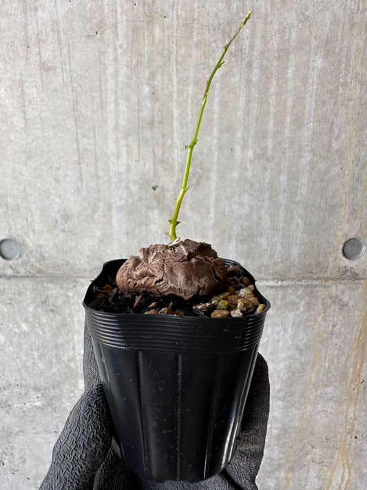 【現品限り】アフリカ亀甲竜 蔦が長い場合は丸くまとめます【F24】 Dioscorea elephantipes