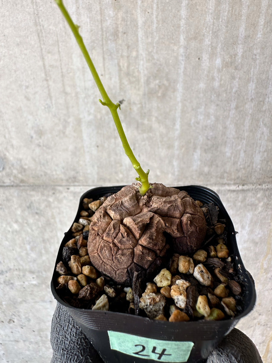 【現品限り】アフリカ亀甲竜 蔦が長い場合は丸くまとめます【F24】 Dioscorea elephantipes