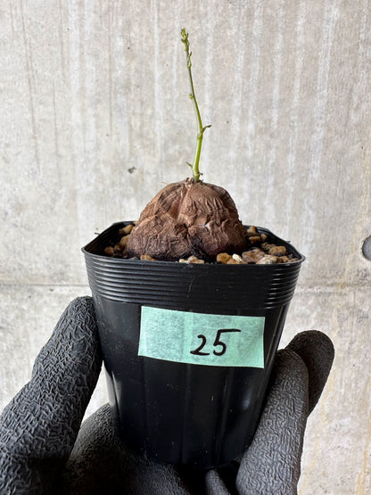 【現品限り】アフリカ亀甲竜 蔦が長い場合は丸くまとめます【F25】 Dioscorea elephantipes