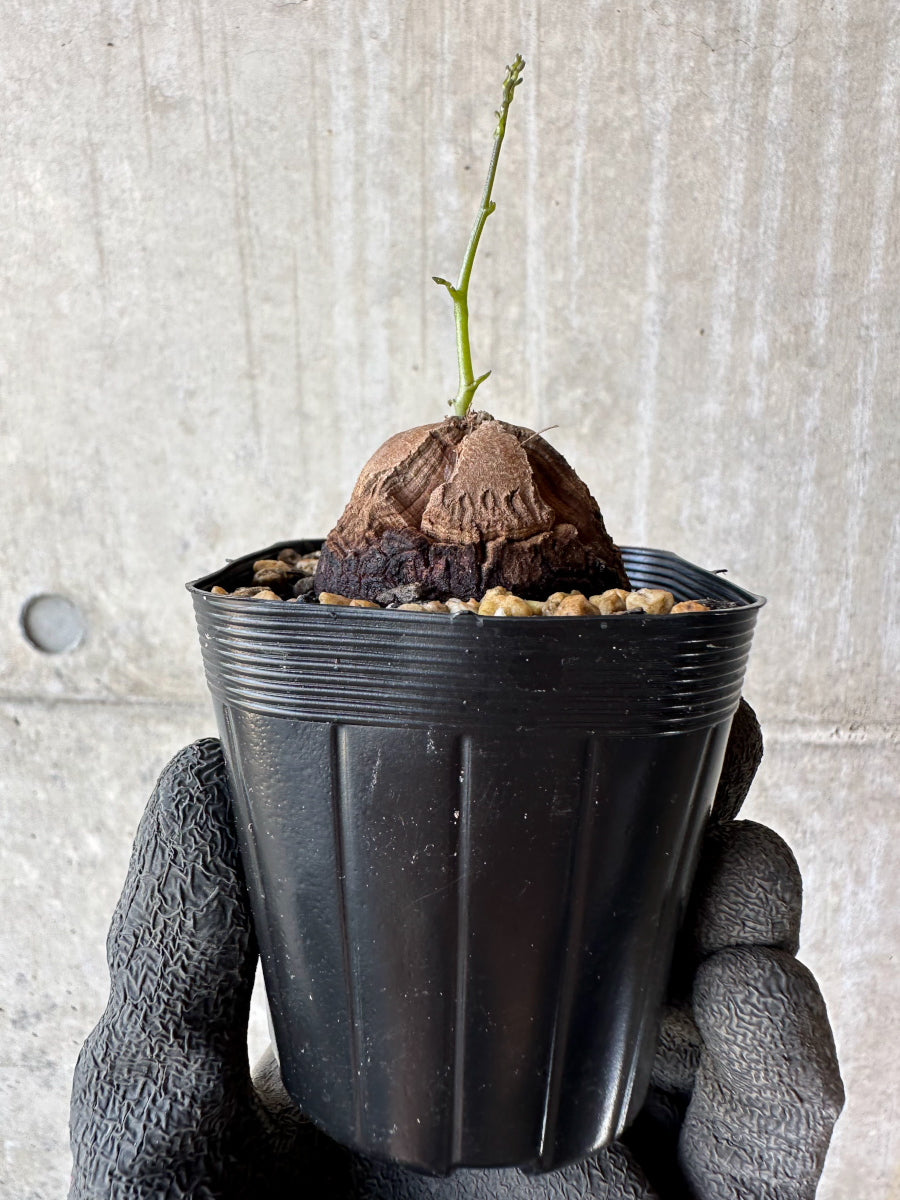 【現品限り】アフリカ亀甲竜 蔦が長い場合は丸くまとめます【F25】 Dioscorea elephantipes