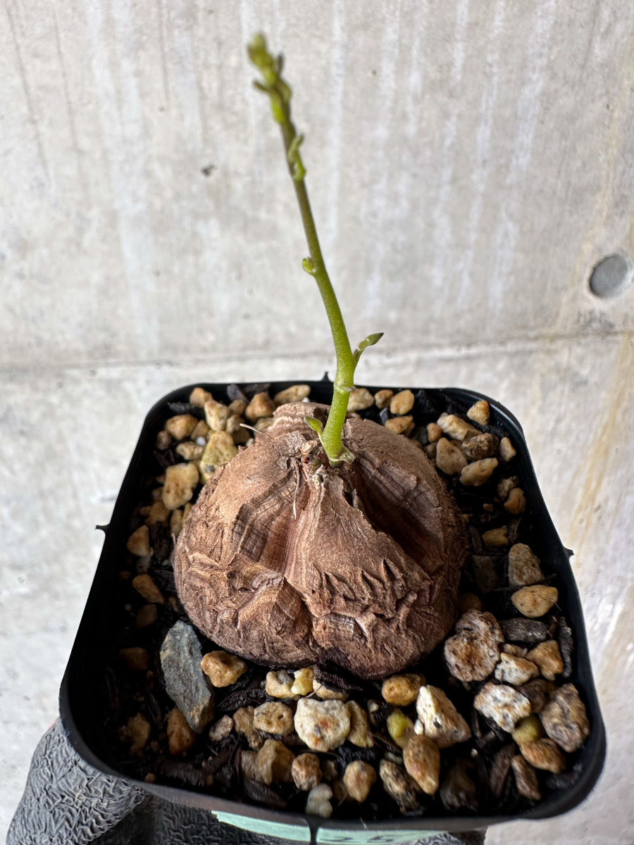 【現品限り】アフリカ亀甲竜 蔦が長い場合は丸くまとめます【F25】 Dioscorea elephantipes
