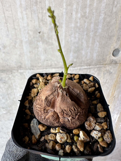 【現品限り】アフリカ亀甲竜 蔦が長い場合は丸くまとめます【F25】 Dioscorea elephantipes
