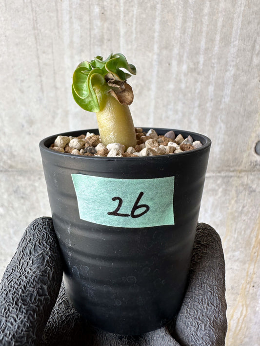 【現品限り】アデニウム・DHA 葉巻【F26】 Adenium DHA