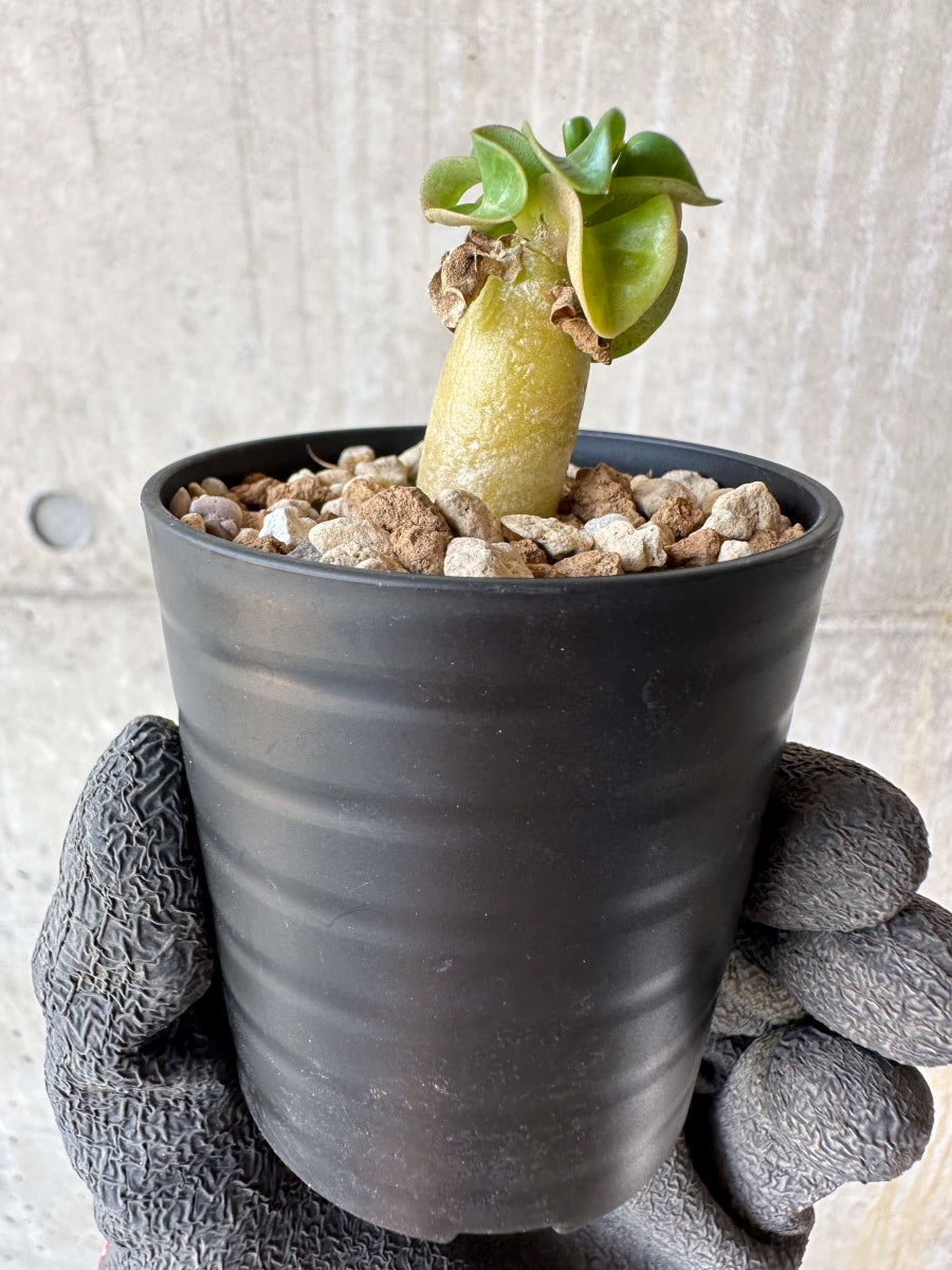 【現品限り】アデニウム・DHA 葉巻【F26】 Adenium DHA