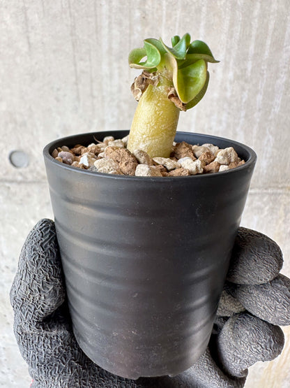 【現品限り】アデニウム・DHA 葉巻【F26】 Adenium DHA