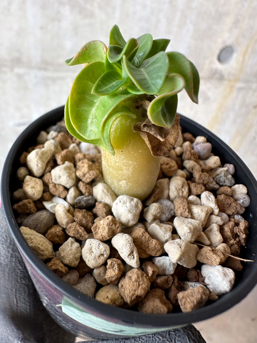 【現品限り】アデニウム・DHA 葉巻【F26】 Adenium DHA