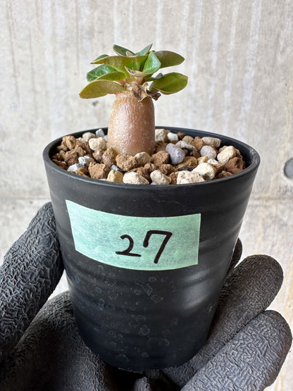 【現品限り】アデニウム・DHA 葉巻【F27】 Adenium DHA