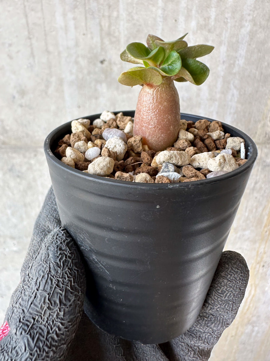 【現品限り】アデニウム・DHA 葉巻【F27】 Adenium DHA