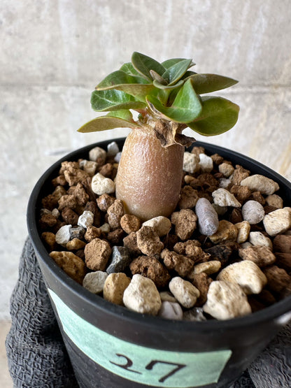 【現品限り】アデニウム・DHA 葉巻【F27】 Adenium DHA