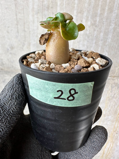 【現品限り】アデニウム・DHA 葉巻【F28】 Adenium DHA