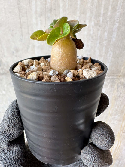 【現品限り】アデニウム・DHA 葉巻【F28】 Adenium DHA