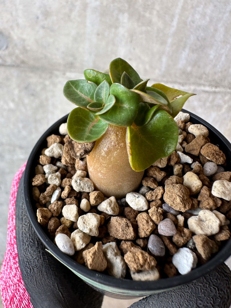 【現品限り】アデニウム・DHA 葉巻【F28】 Adenium DHA