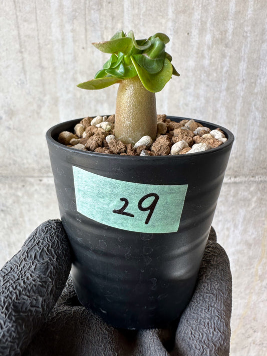【現品限り】アデニウム・DHA 葉巻【F29】 Adenium DHA
