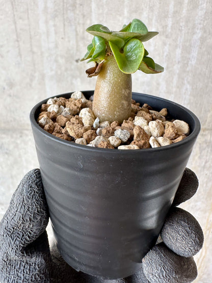 【現品限り】アデニウム・DHA 葉巻【F29】 Adenium DHA