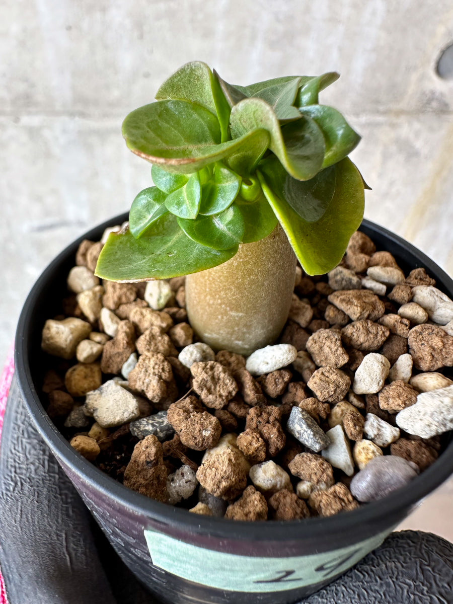 【現品限り】アデニウム・DHA 葉巻【F29】 Adenium DHA