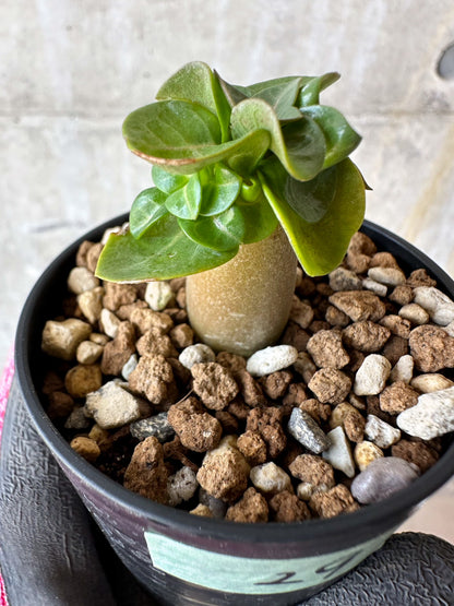 【現品限り】アデニウム・DHA 葉巻【F29】 Adenium DHA