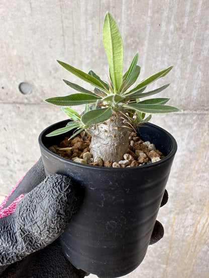 【現品限り】パキポディウム・マカイエンセ【F2】 Pachypodium makayense