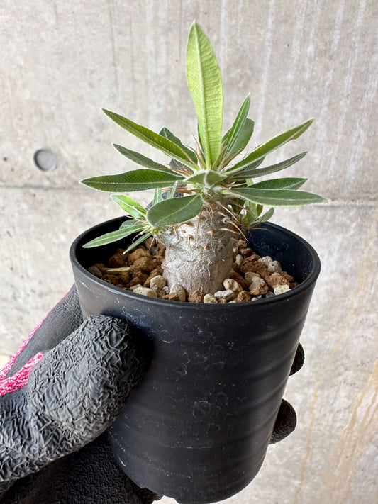 【現品限り】パキポディウム・マカイエンセ【F2】 Pachypodium makayense