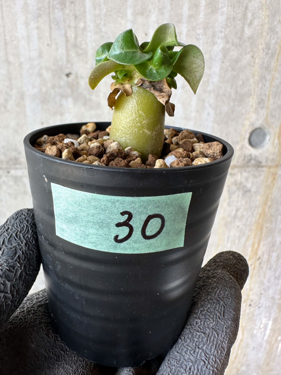 【現品限り】アデニウム・DHA 葉巻【F30】 Adenium DHA