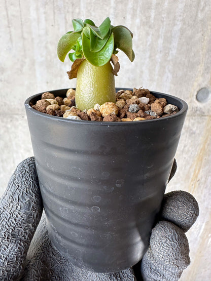 【現品限り】アデニウム・DHA 葉巻【F30】 Adenium DHA