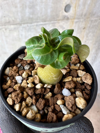 【現品限り】アデニウム・DHA 葉巻【F30】 Adenium DHA