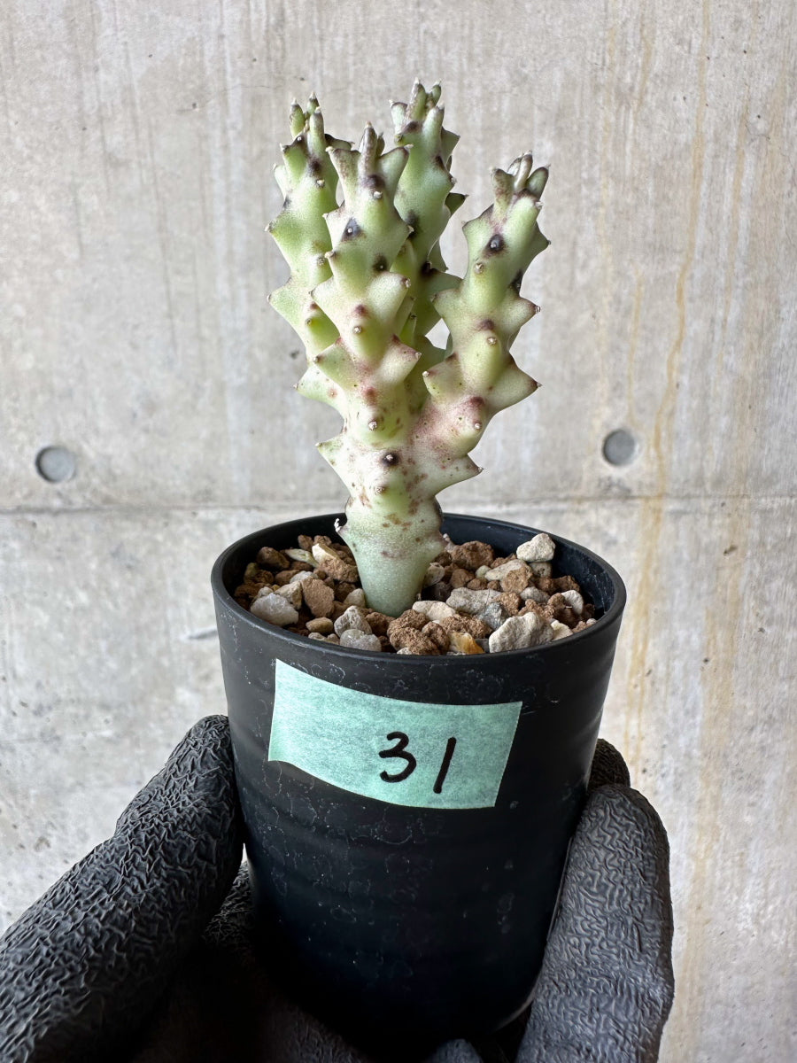 【現品限り】カラルマ・ソコトラナ【F31】 Caralluma socotrana