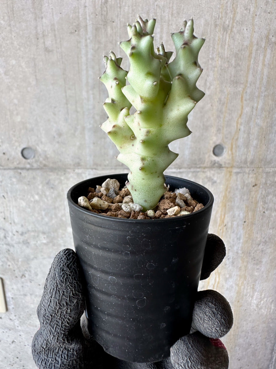 【現品限り】カラルマ・ソコトラナ【F31】 Caralluma socotrana