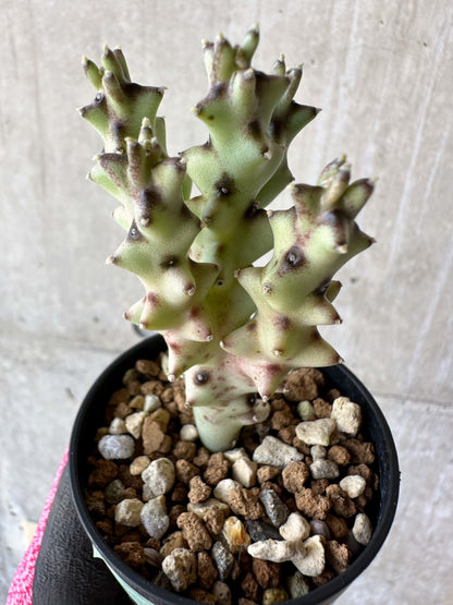 【現品限り】カラルマ・ソコトラナ【F31】 Caralluma socotrana