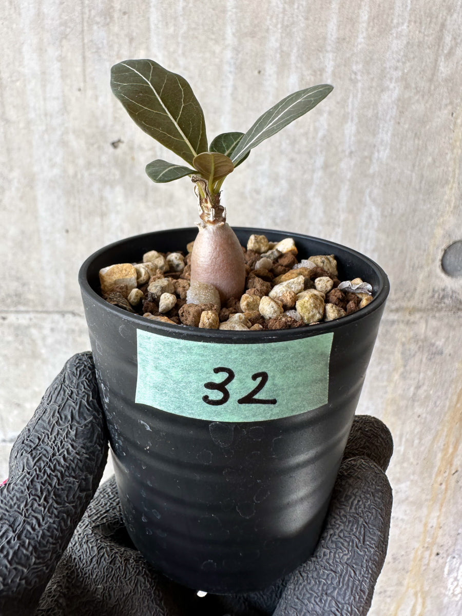 【現品限り】アデニウム・ソコトラナム【F32】 Adenium socotranum