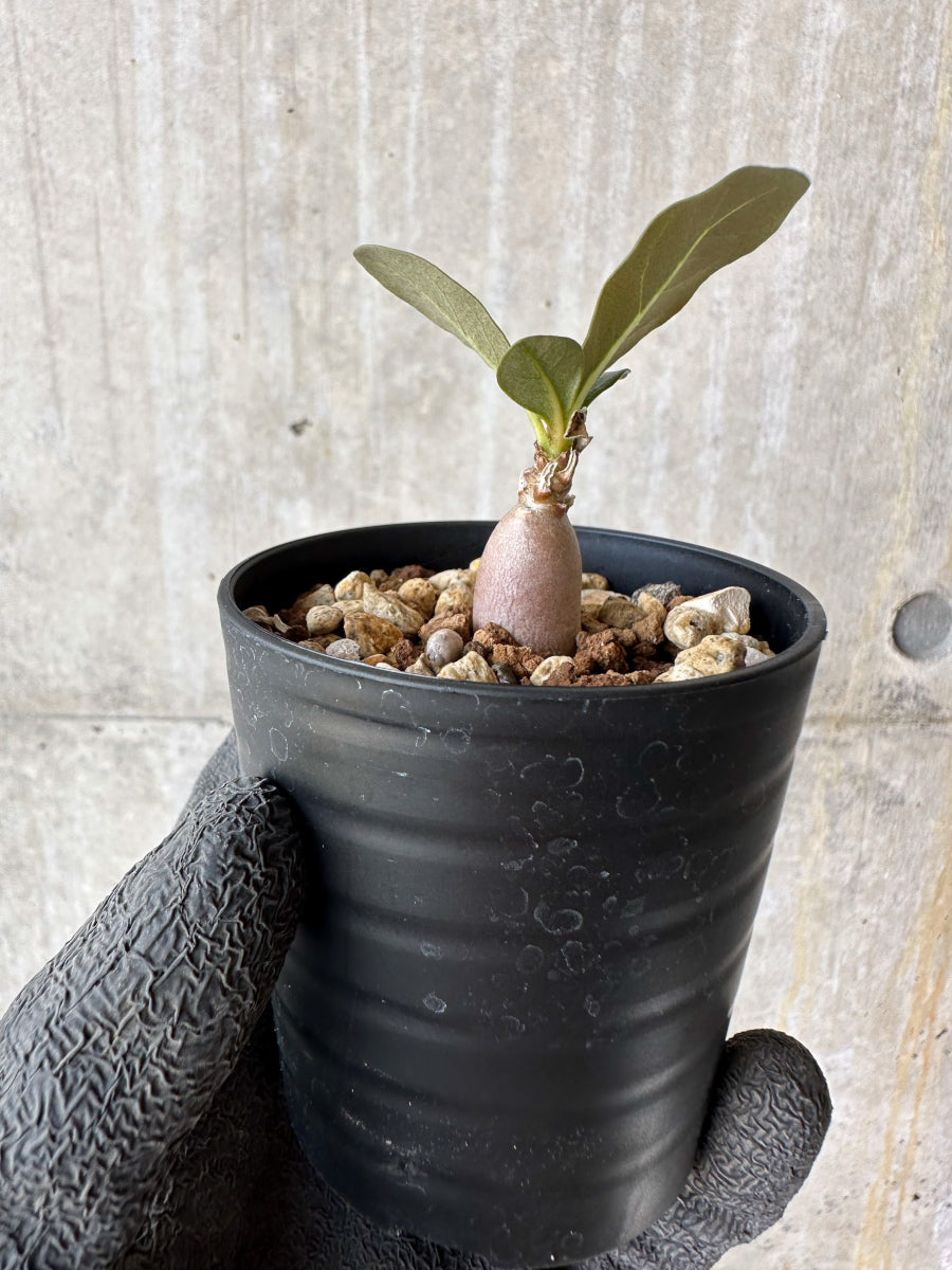【現品限り】アデニウム・ソコトラナム【F32】 Adenium socotranum