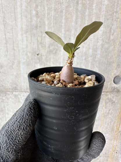【現品限り】アデニウム・ソコトラナム【F32】 Adenium socotranum