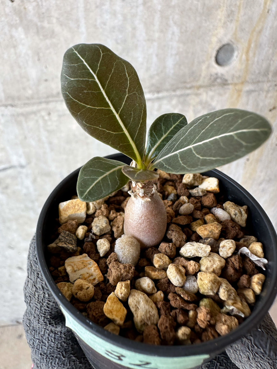 【現品限り】アデニウム・ソコトラナム【F32】 Adenium socotranum