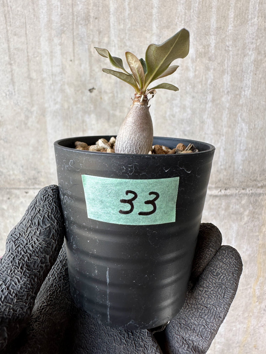 現品限り】アデニウム・ソコトラナム【F33】 Adenium socotranum 塊根
