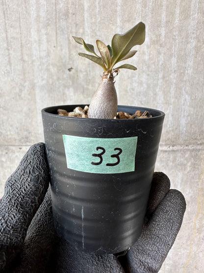 【現品限り】アデニウム・ソコトラナム【F33】 Adenium socotranum