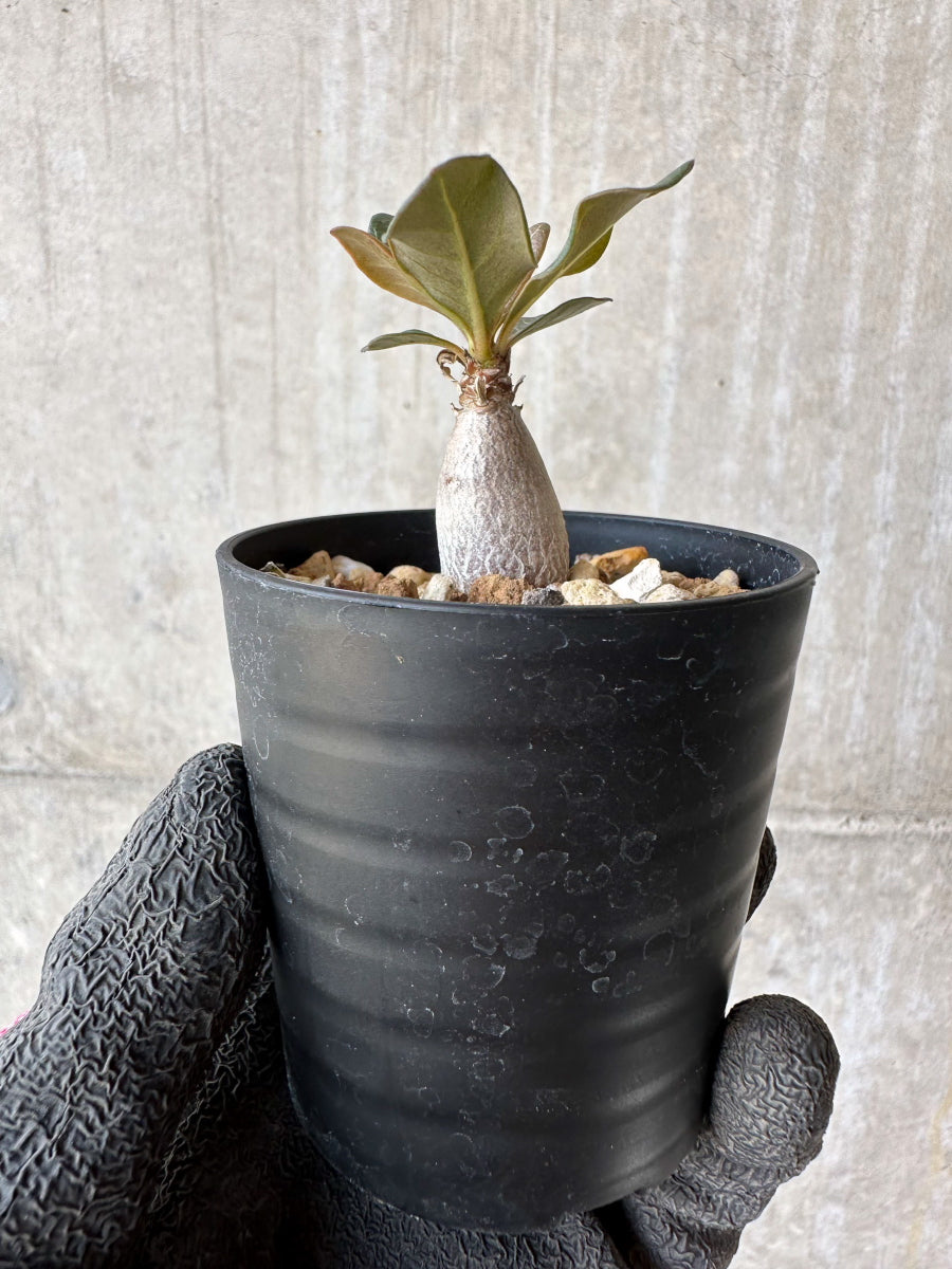 現品限り】アデニウム・ソコトラナム【F33】 Adenium socotranum 塊根