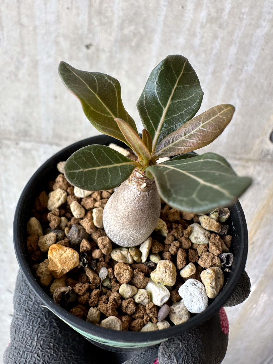 現品限り】アデニウム・ソコトラナム【F33】 Adenium socotranum 塊根