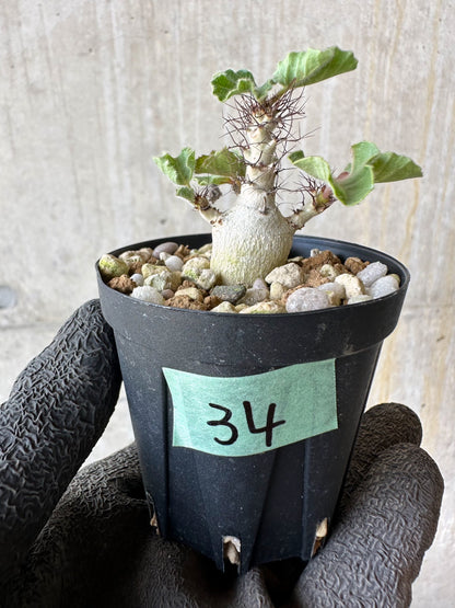 【現品限り】ヤトロファ・マルギナータ【F34】 Jatropha marginata