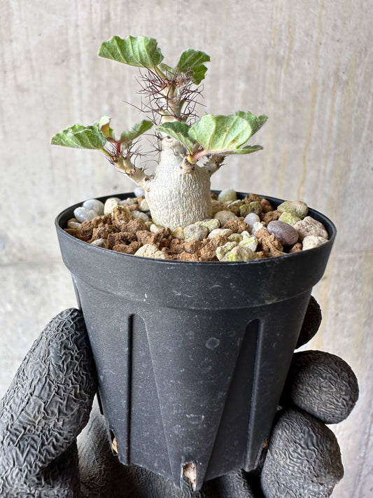 【現品限り】ヤトロファ・マルギナータ【F34】 Jatropha marginata