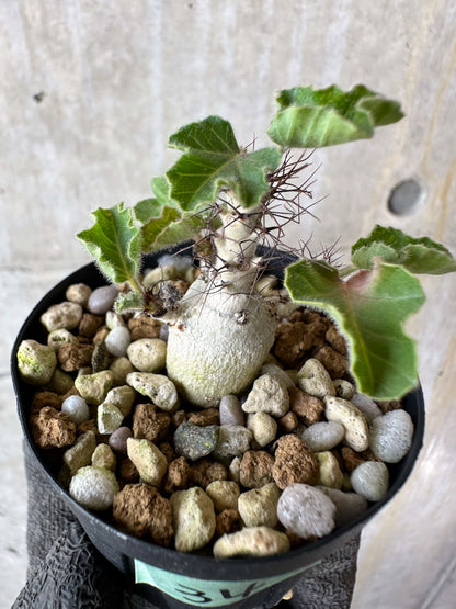 【現品限り】ヤトロファ・マルギナータ【F34】 Jatropha marginata