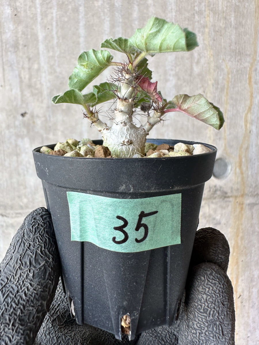 【現品限り】ヤトロファ・マルギナータ【F35】 Jatropha marginata