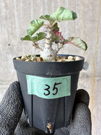 【現品限り】ヤトロファ・マルギナータ【F35】 Jatropha marginata