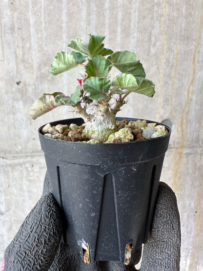 【現品限り】ヤトロファ・マルギナータ【F35】 Jatropha marginata