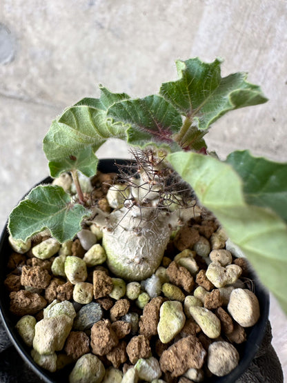 【現品限り】ヤトロファ・マルギナータ【F35】 Jatropha marginata